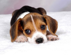 beagle_puppy.jpg