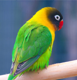 Masked_Lovebird_(Agapornis_personata)_-Auckland_Zoo.jpg