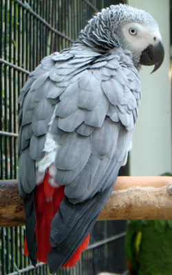 papegaai-grijze-roodstaart01.jpg